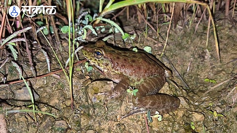 New Frog Species Discovered in Nagaland