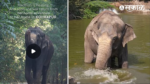Vantara Confirms Madhuri Elephant Return Kolhapur