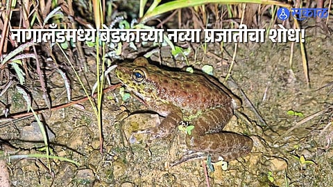 Scientific Breakthrough: New Frog Species Identified in Northeast India