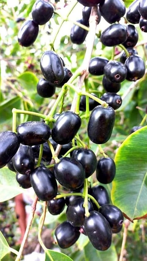 jamun