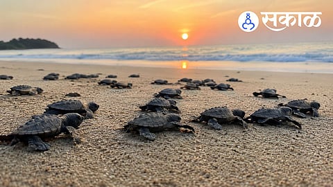 Why are Olive Ridley turtles important?