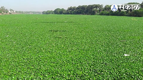 Pune Mula Mutha River Jalparni
