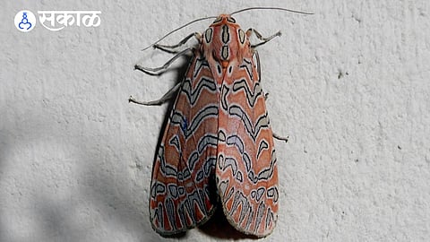 Tiger Moth Discovered