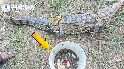 female crocodile rescued from well in Sindhudurg