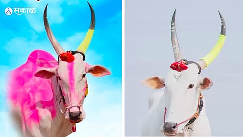 Bullet Chhabya bull death