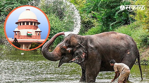 Madhuri Elephant Latest News High Power Committee decision