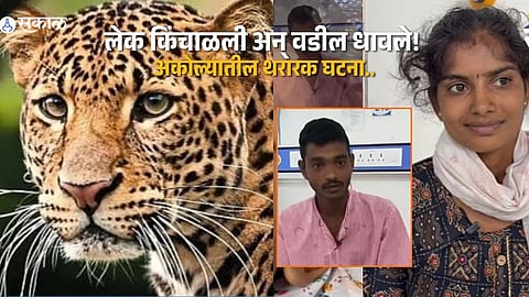 Akole Shocker: Brave Father Rescues Injured Daughter from Leopard Attack