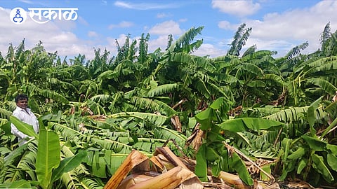 banana loss by storm wind hit in degloor