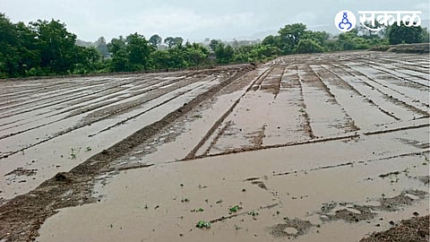 Junnar Tahsil Rain