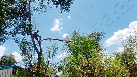 तालुक्यात महावितरण विभागाकडून पूर्व पावसाळी कामे अंतिम टप्प्यात