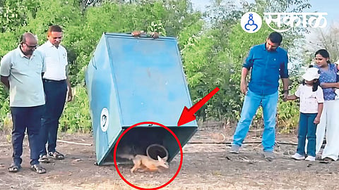 Indian Fox rescued after heatstroke in Beed