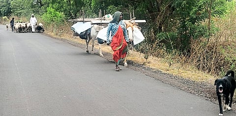 जून महिना चालला तरी मेंढपाळांची चा ऱ्या साठी भटकंती