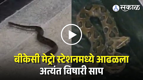 BKC Poisonous Snake Found