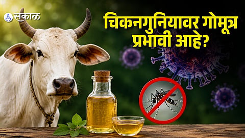 IIT Roorkee Research Finds Cow Urine Distillate May Reduce Chikungunya Virus in Lab Tests