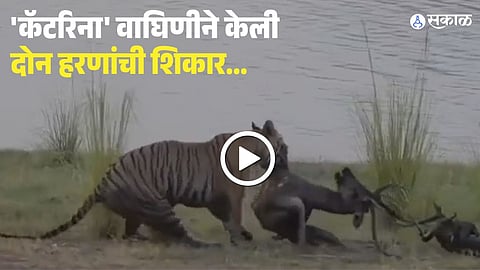 Katrina Tigress Hunts Two Deer in Bor Tiger Reserve,