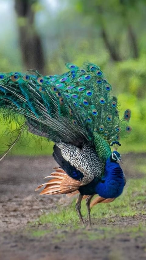 Why do peacocks dance before rain?
