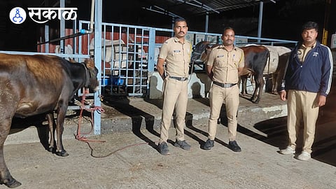 Junnar Police Take Action Against Illegal Cattle Transportation