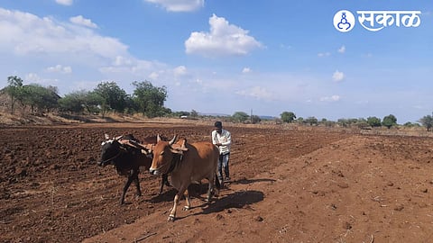 Pachod farmer sowing