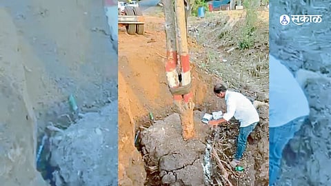 PWD's Green Initiative: 28 Trees Replanted Successfully in Wai