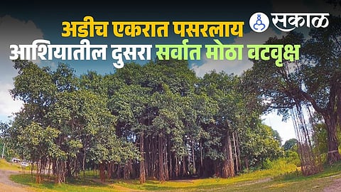 Vadache Mhasve giant banyan tree history