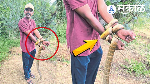 Wildlife rescuer trapped by rat snake