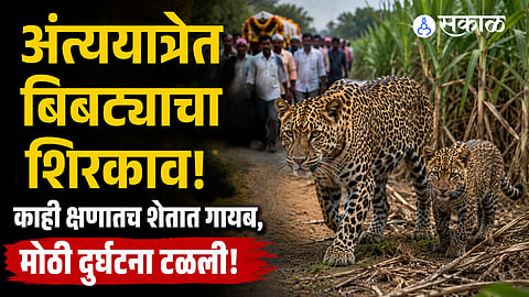 Leopard and cub spotted during funeral procession in Ambegaon taluka create panic among villagers