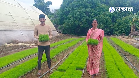Mechanized rice cultivation project initiated in Mulshi Taluka under National Food Security Mission