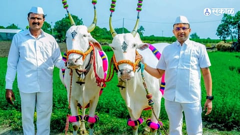45-Day Spiritual Journey Begins: Sacred Bullock Pair to Lead Sant Eknath Maharaj’s Palkhi