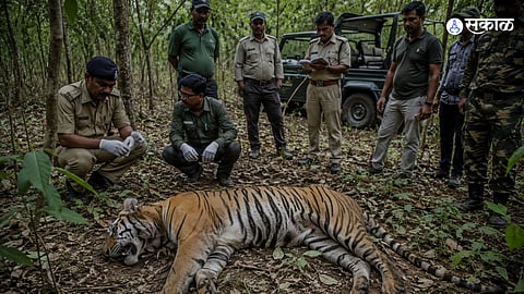 Tiger Found Dead in Chandrapur
