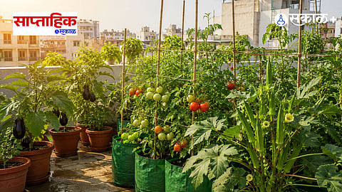 Growing Vegetables in Pots 