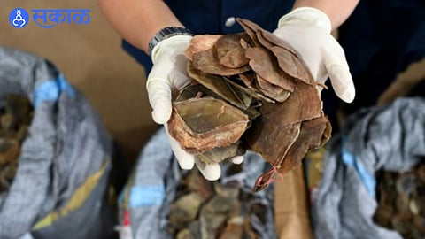 Pangolin Scales Seized