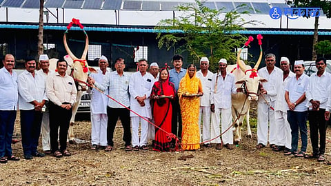 Bhim and Arjun bull pair selected for Palakhi chariot