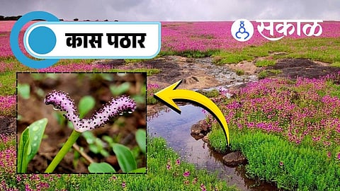 Rare Satara Lace Plant at Kas Plateau