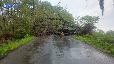 Panhala Police Act Swiftly After Huge Tree Falls Across Main Road