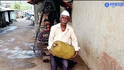 Velhe Tribal Farmer’s Organic Farm Produces Record 19-Kg Jackfruit