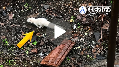 Rare white mongoose spotted in Maharashtra