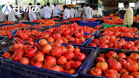 Maharashtra pomegranate price latest update