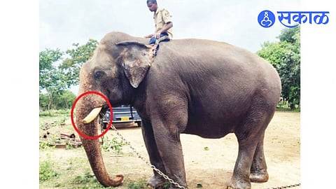 Abhimanyu Elephant Tusk Broke