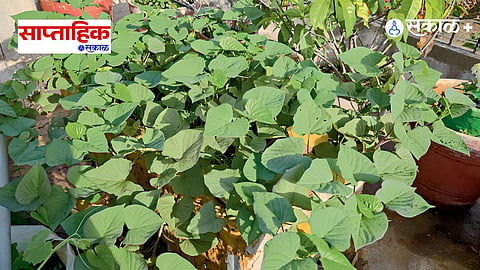 Root Vegetable Cultivation