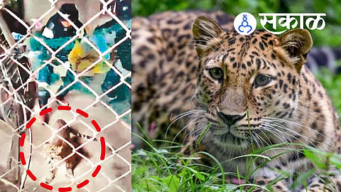 Forest Department leopard rescue operation