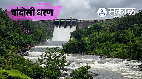 Chandoli Dam rainfall update today