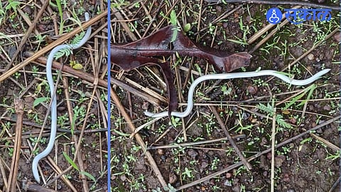 White Chanchu Vala Albino Beaked Worm Snake