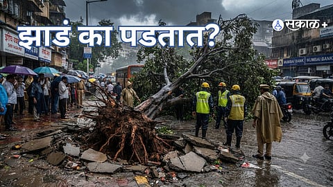 Falling Trees, Lost Lives: How Concretisation Is Weakening Mumbai's Urban Forest