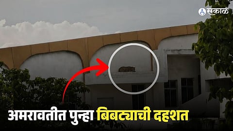 Leopard Scare in Amravati