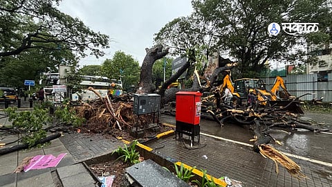 Pune Rains: Trees Collapse on JM Road, Khadakwasla Dam Discharge Increased