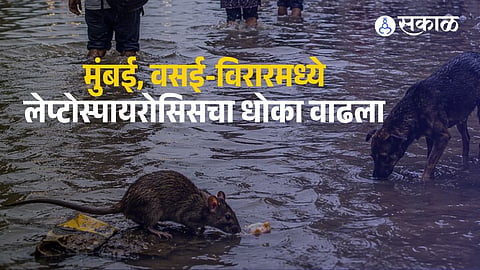Heavy rainfall in Mumbai, Vasai-Virar and Mira-Bhayandar has increased the risk of leptospirosis due to exposure to contaminated floodwater.