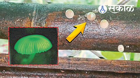 Rare glowing mushroom in Maharashtra