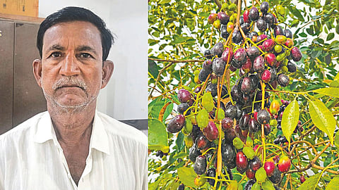 Beed farmer successful jamun farming story