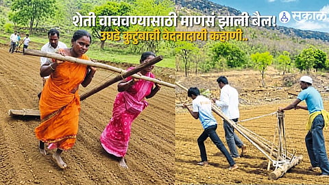 Heartbreaking Story from Jamgaon: Family Uses Human Power to Save Crops