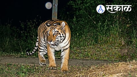Tara Tigress Spotted Near Chandoli Dam Ring Road